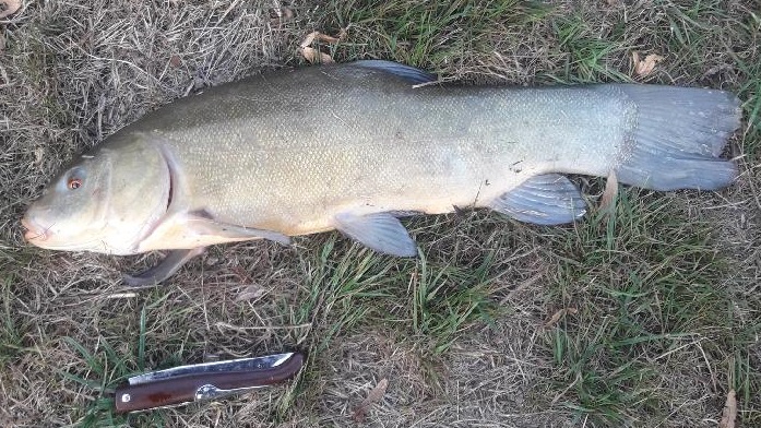 Des poissons en bonne santé pour vos activités de pêche