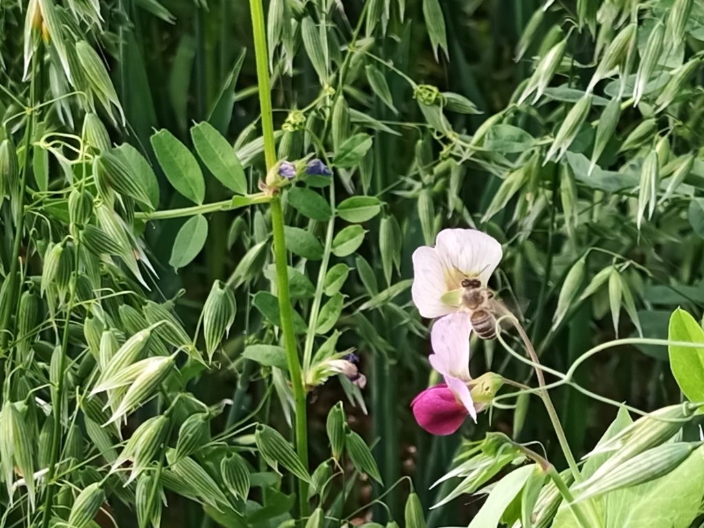 Floraison méteils