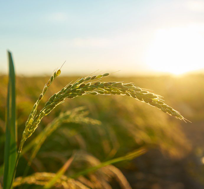 detail-rice-plant-sunset-valencia-with-plantation-out-focus-rice-grains-plant-seed-2